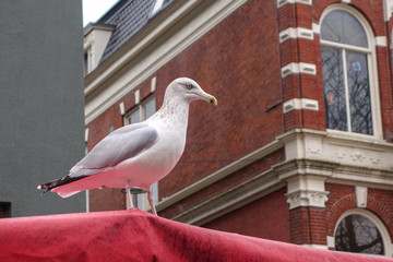 a seagull is waiting to strike at the fish market in Groningen, the Netherlands