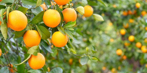 Orange plantation in Alicante, Spain
