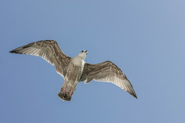 A brown gull flying through the blue sky