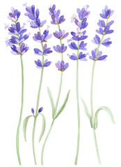 Lavender on an isolated white background, watercolor illustration, hand drawing. Stock illustration for design, invitations, greeting cards, postcards, pattern.