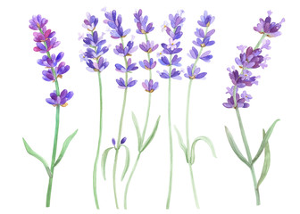 Obraz na płótnie Canvas Lavender on an isolated white background, watercolor illustration, hand drawing. Stock illustration for design, invitations, greeting cards, postcards, pattern.