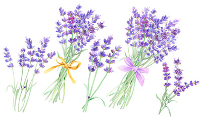 Lavender bouquet on an isolated white background, watercolor illustration of lavender, hand drawing. Stock illustration for design, invitations, greeting cards, postcards, pattern.