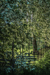 flowering bird-cherry branches above an old garden fence, made of natural wooden boards, all fastenings are without nails, only with tree bark