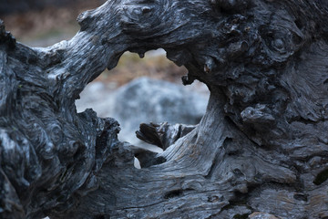 Fototapeta na wymiar Wood root abstraction