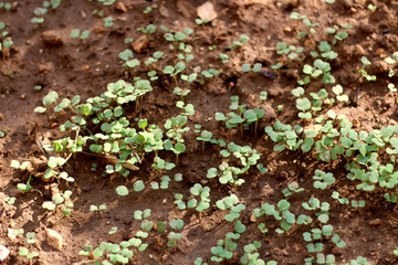 Vegetable seedlings in a garden. Selective focus.