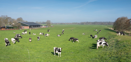 Fototapeta na wymiar black and white cows under blue sky in dutch green grassy meadow on sunny spring day