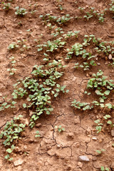 Vegetable seedlings in a garden. Selective focus.