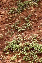 Vegetable seedlings in a garden. Selective focus.