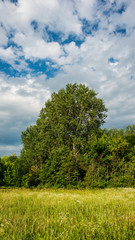 Large trees in a deciduous forest against the blue sky. Vertical panoramic format.