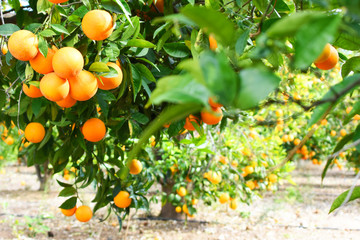 Summer  background. Lemon garden