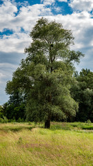 Large trees in a deciduous forest against the blue sky. Vertical panoramic format.