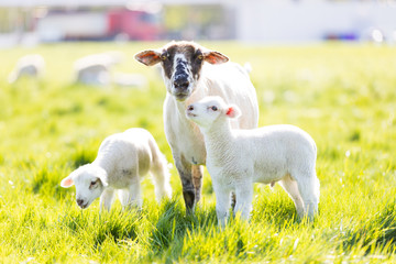 Junge Lämmer mit ihrer Mutter auf grüner Weide
