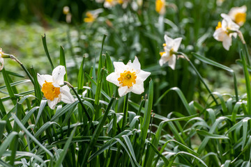 Daffodils in spring in Cornish woodland