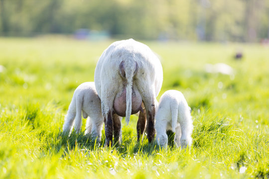Hintern von jungen L&auml;mmern mit ihrer Mutter