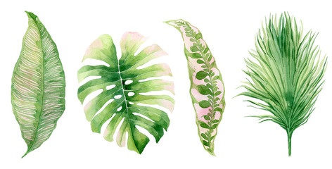 aquarel set van tropische planten op een witte achtergrond, palmbladeren, Monster, Protea