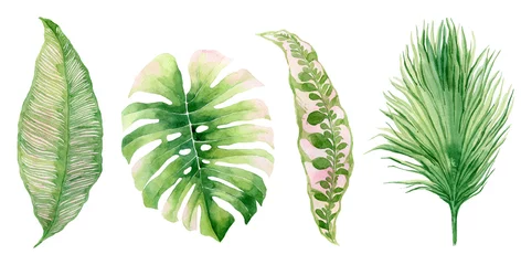 Fotobehang Tropische bladeren aquarel set van tropische planten op een witte achtergrond, palmbladeren, Monster, Protea