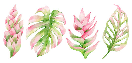 watercolor set of tropical plants and flowers on a white background, palm leaves, Monster, Protea, calla lilies