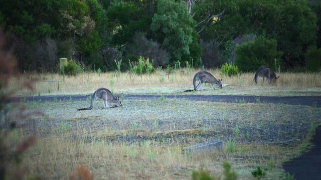 Australian grey kangaroos grazing on grass in a park