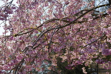 Rosa Blütenlandschaft eines japanischen Kirschbaums bei Sonnenschein