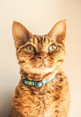 Devon rex © Kuba