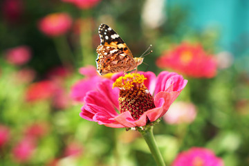 field butterfly sits on a blossoming flower in the garden in summer