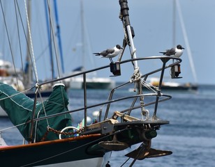 Möwen, Segeln Karibik