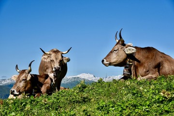 Kühe, Schweizer Alpen