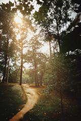 Fototapeta premium path in the forest