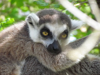 Fototapeta premium lemurien