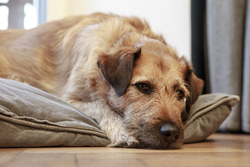 brown mix breed dog canine lying down on wooden floor, dog falls asleep lying on the floor