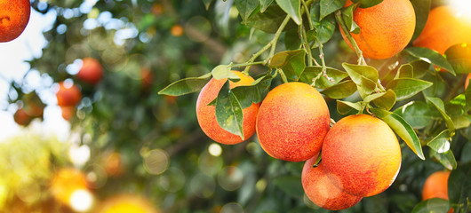 Orange garden, summer background