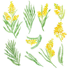 Watercolor illustration of a branch of mimosa. Set of isolated objects yellow flowers.