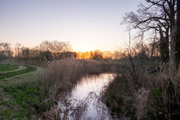 morning in the forest