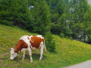 Fototapeta na wymiar mucca la pascolo sull'erba che brua in alto adige