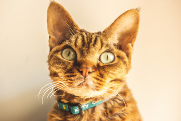 Devon rex © Kuba