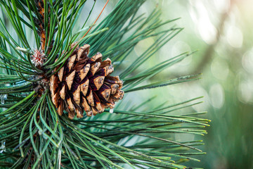 Long pine needles with cones. Natural background. Unfocused trees and a blue sky at background.