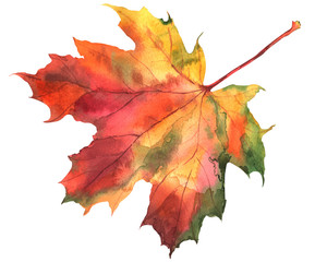 Watercolor autumn maple leaves on an isolated white background.