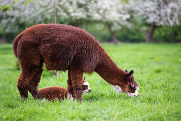 Young Alpaca with mother in a meadow, South American mammal