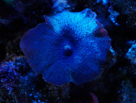 Blue discosoma (Actinodiscus) coral in a reef tank close up