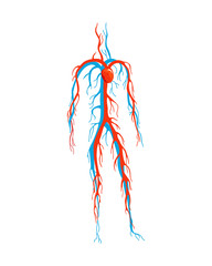Obraz na płótnie Canvas Male circulatory system. Vector illustration of blood circulation in human body. Human arterial and venous circulatory system