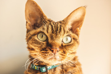 Devon rex © Kuba