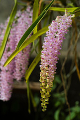 Rhynchostylis retusa Blume