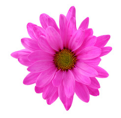 pink chrysanthe mum