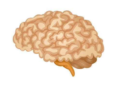 Human brain symbol. Brain anatomy in side view. Color vector icon for medical apps and websites