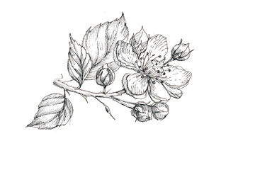 flowers blackberry plants garden pattern seamless print textile graphics line ink hand drawn congratulations postcard card background illustration spring nature summer