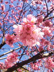 日本の桜