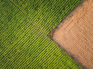 Aerial view ; Rows of soil before planting.Tobacco farm pattern in a plowed field prepared