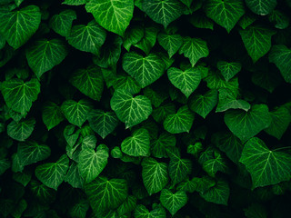 Close photo of a wall of green ivy. Background.