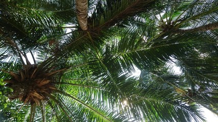 Fototapeta na wymiar Palm tree view by under with the sun 