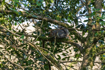Grey Squirrel sitting in a treeing Cornwall UK
